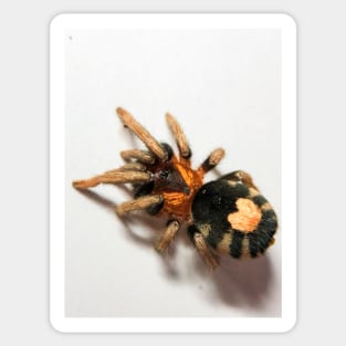 Cyriocosmus Elegans Tarantula Sticker